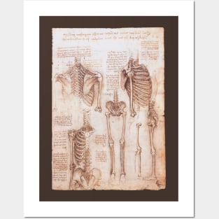 Human Anatomy Skeletons by Leonardo da Vinci Posters and Art